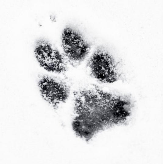 What Do Coyote Tracks Look Like: Identification & Pictures