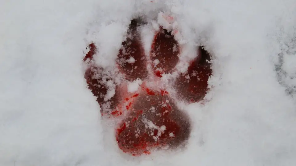 wolf paw print in snow with blood