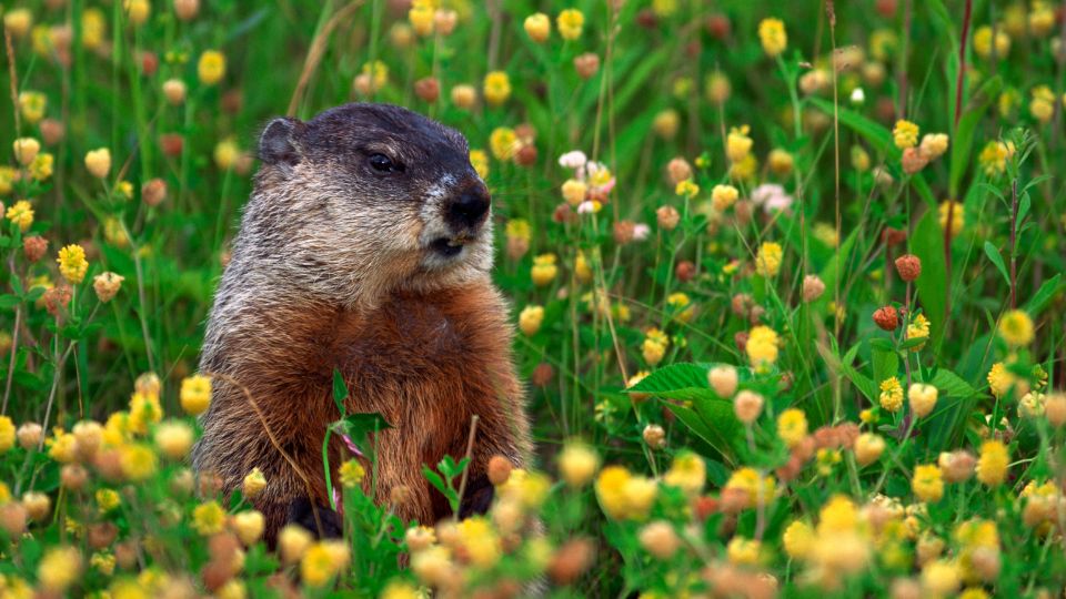 woodchuck upright in a leafy thicket of colorful flowers