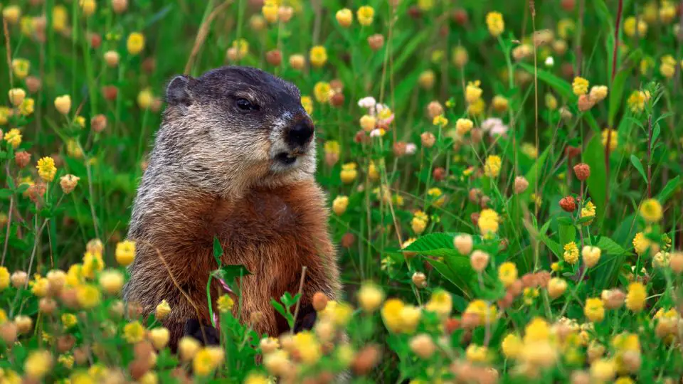 woodchuck upright in a leafy thicket of colorful flowers