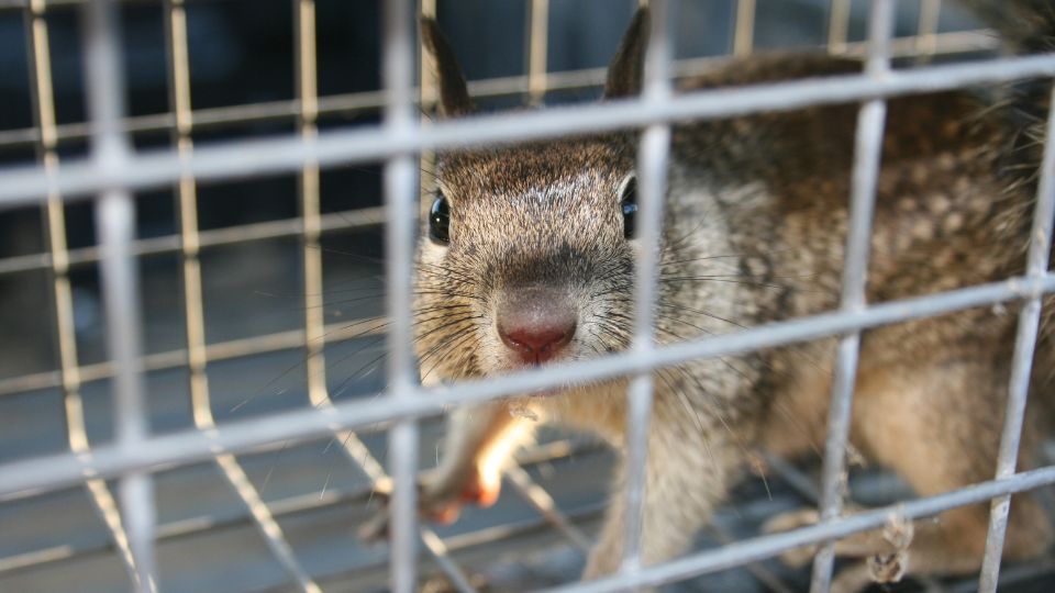 ground squirrel traps