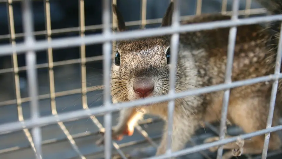 ground squirrel traps