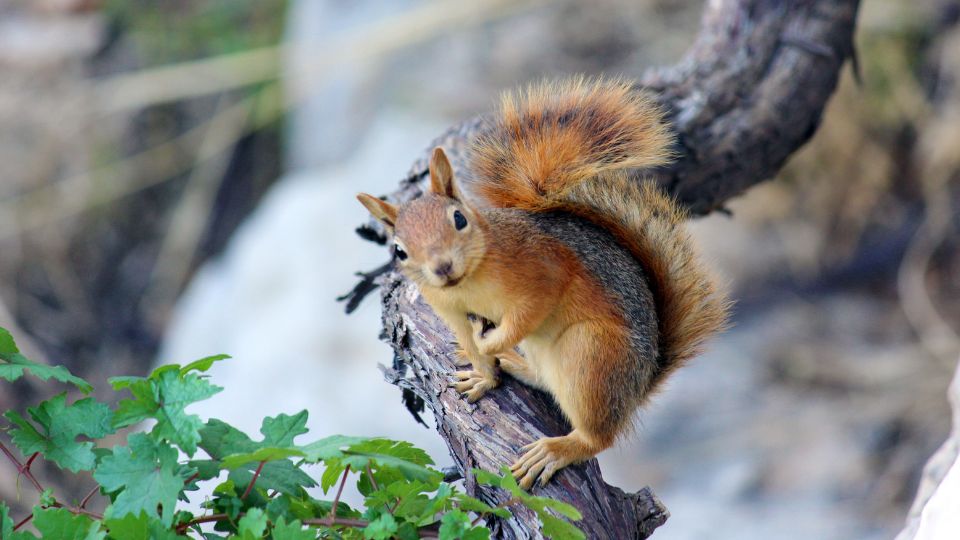 extremely photogenic squirrel on a tree branch