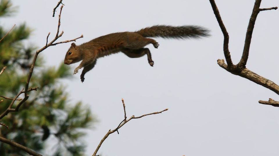 squirrel bait