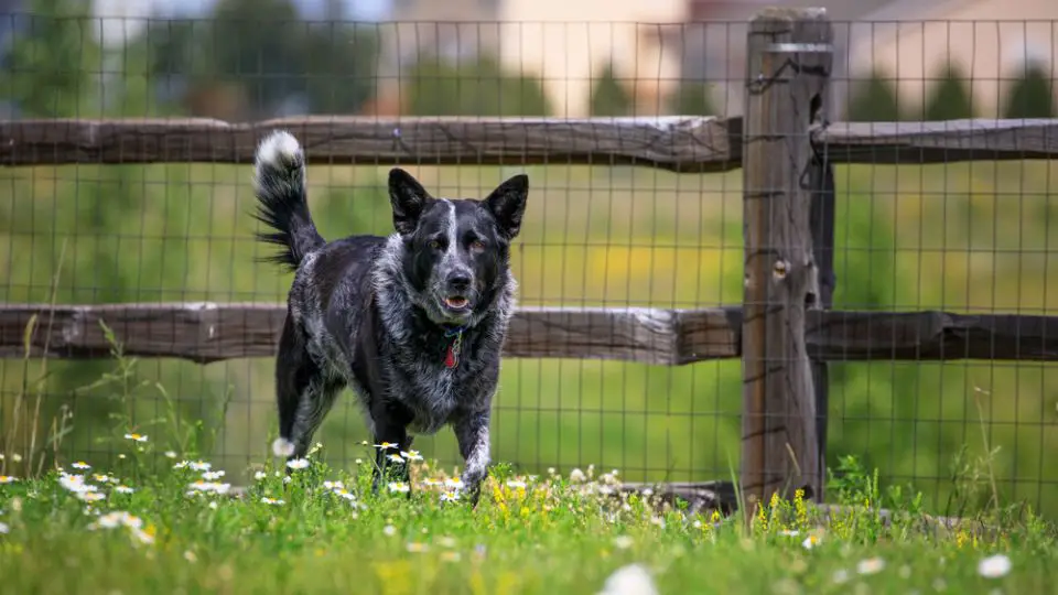 dog in an area of daisies near a post and beam woof fence with mesh