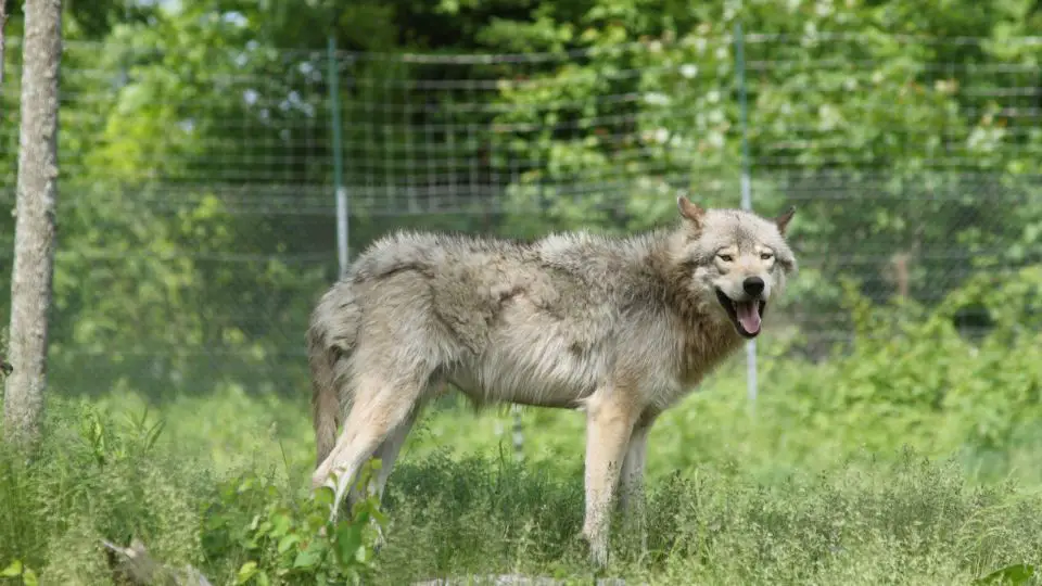 Wolf in a grassy area near a tall fence