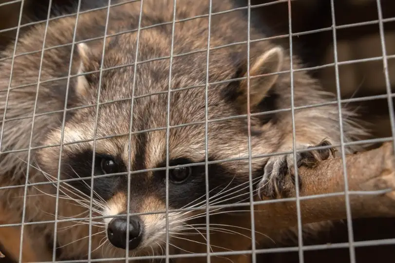 Raccoon behind a mesh fence
