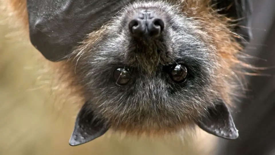 fruit bat hanging upside down