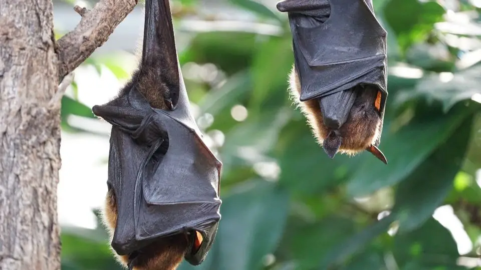 do bats hibernate