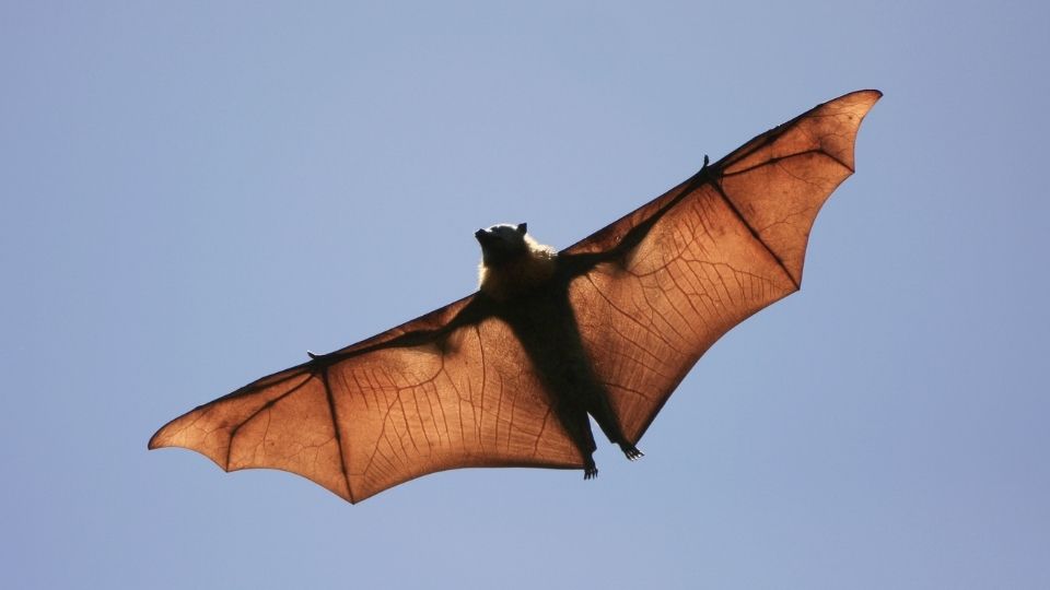 flying bat with translucent wings outstretched in the blue sky