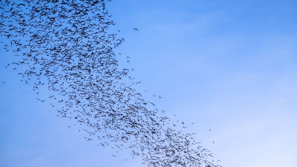 where do bats go in the winter