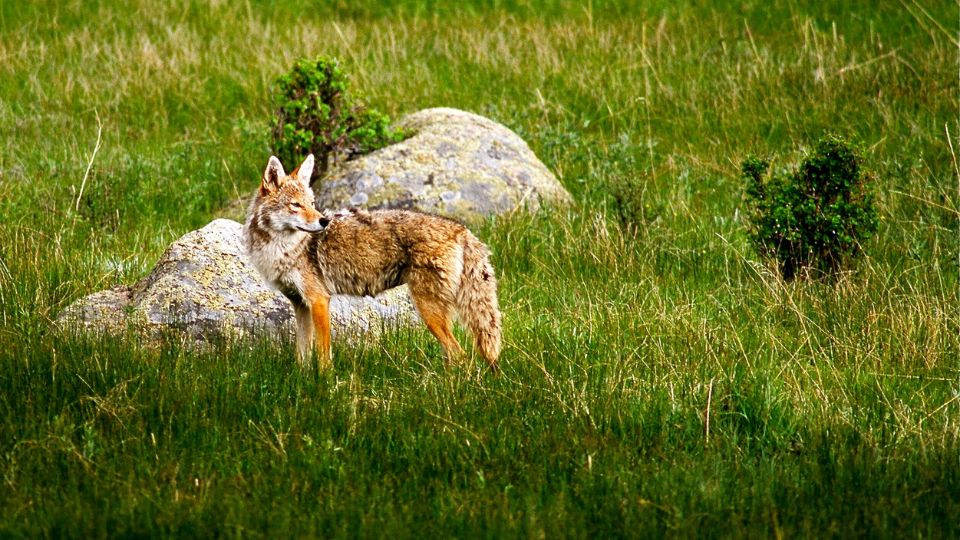 Coyote standing in a field of medium grass near bushes and rocks