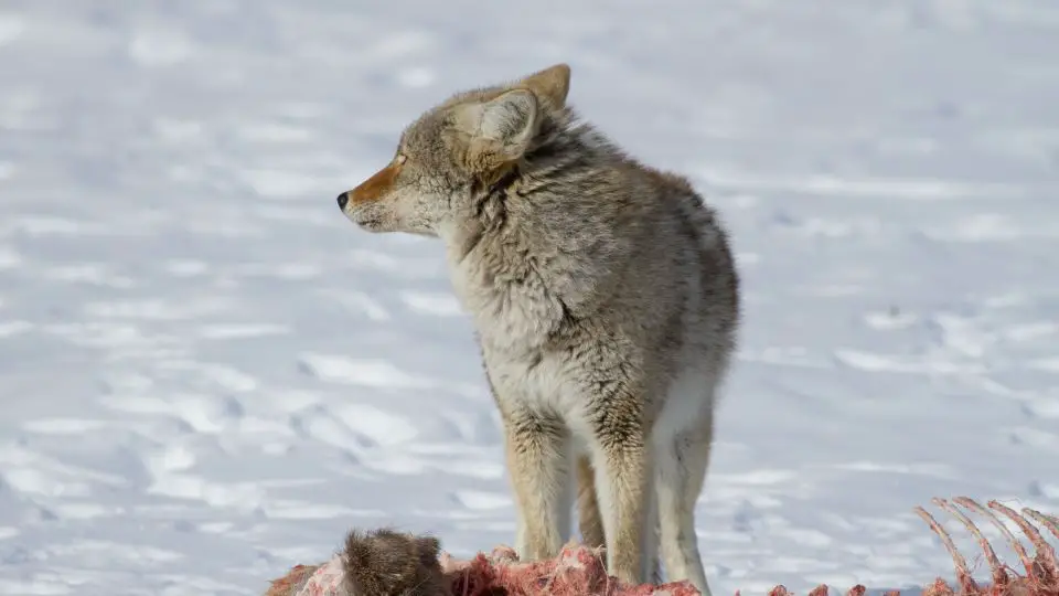 coyote in a snowy landscape standing over the carcass of a kill