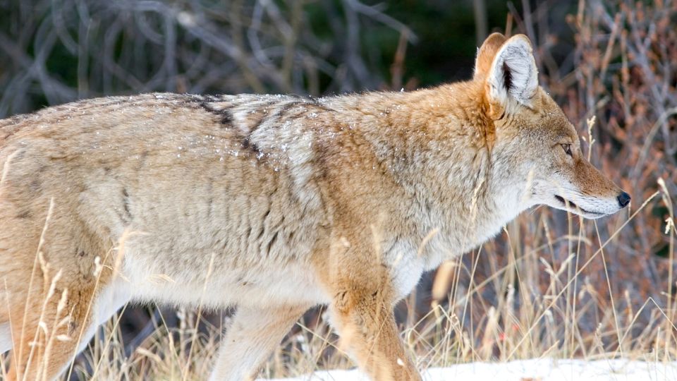 coyote walking through winter landscape with dried brush in the landscape