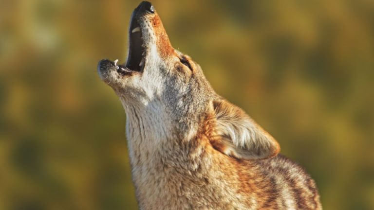 coyote call sounds only