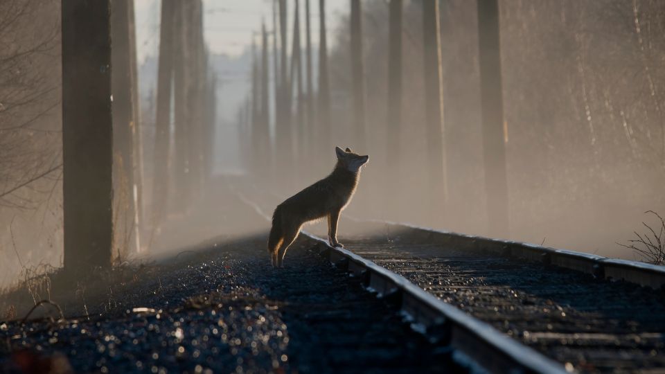 coyote perched on a railroad track