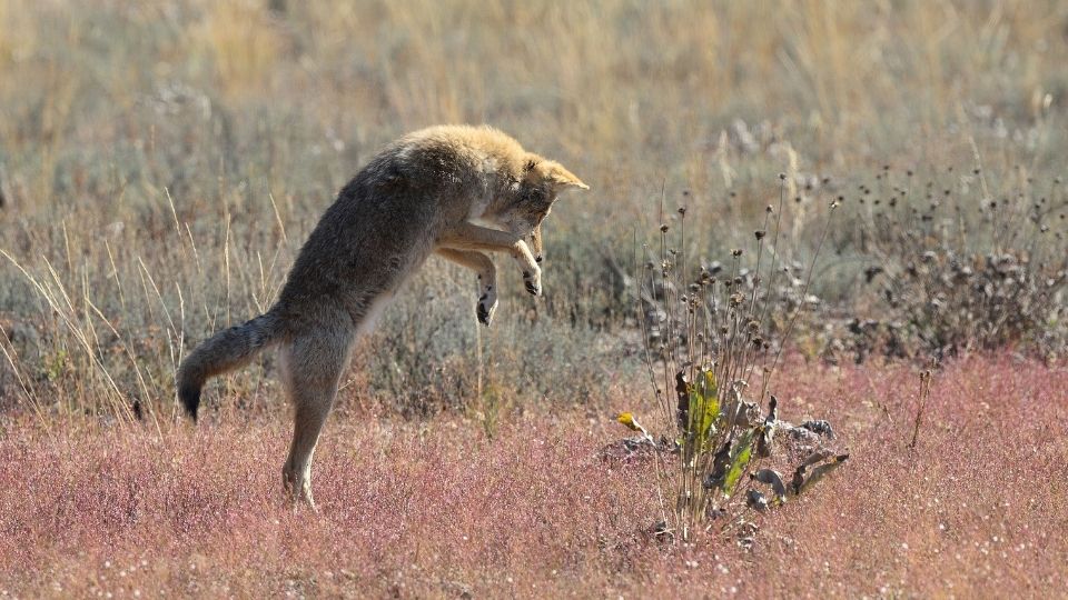 jumping coyote in a field of dry heather