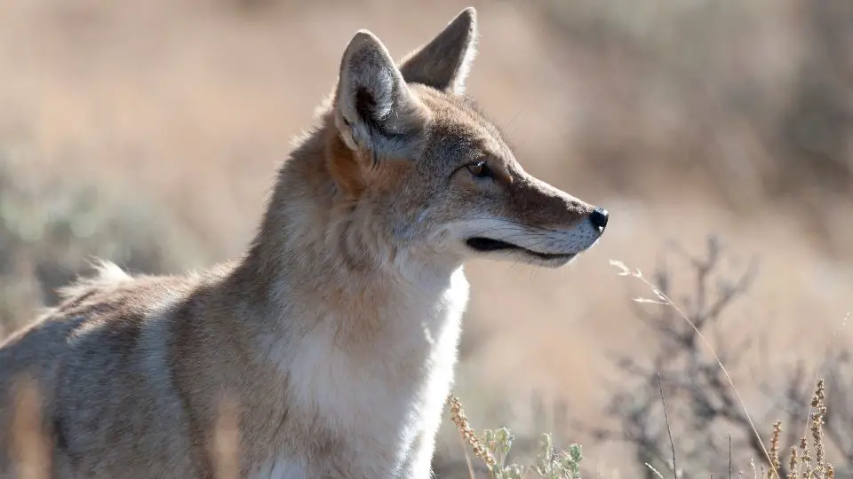 coyote close up in a field of dry brush