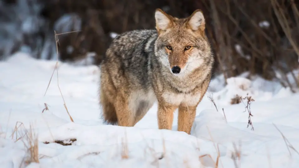 how to trap a coyote