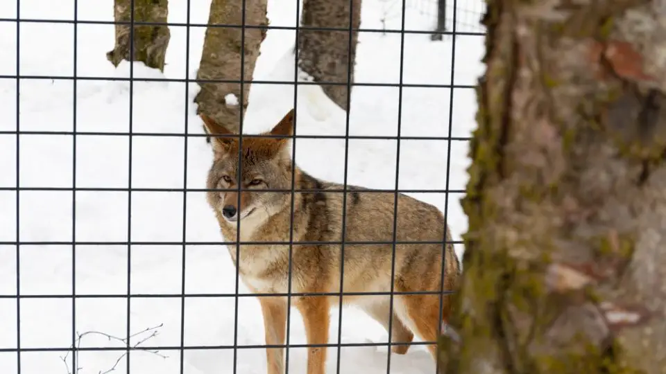 coyote trapping kits