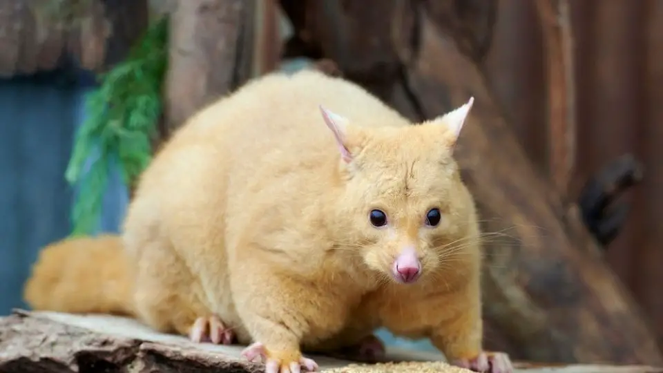 golden possum eating on a wood log