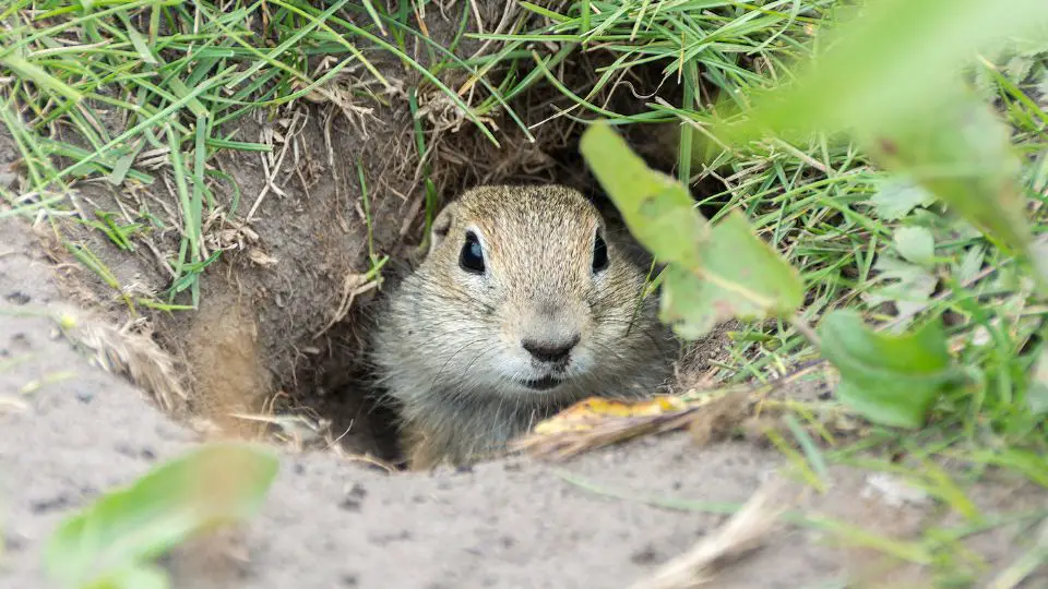 gopher poking its head out of a tunnel entrance