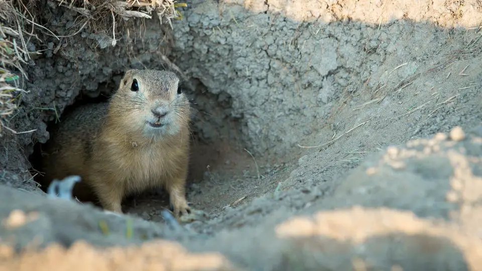 gopher at the entrance to its burrow