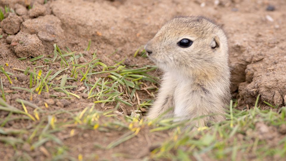 young gopher emerging from burrow