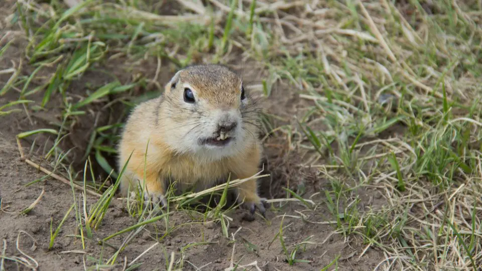 where do gophers live