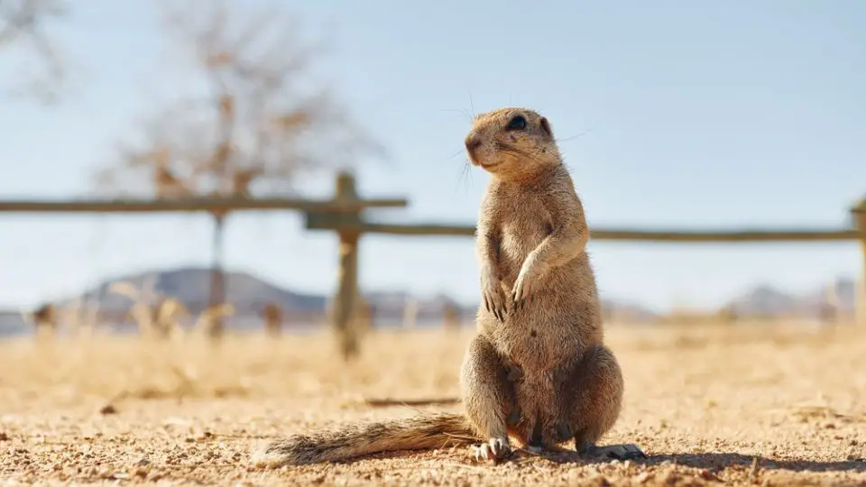 what does a gopher look like