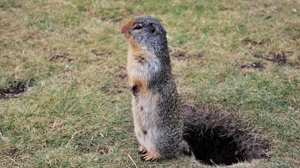 picture of a gopher near its hole