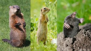 Gopher Vs Groundhog Vs Moles: A Side By Side Comparison & Pictures