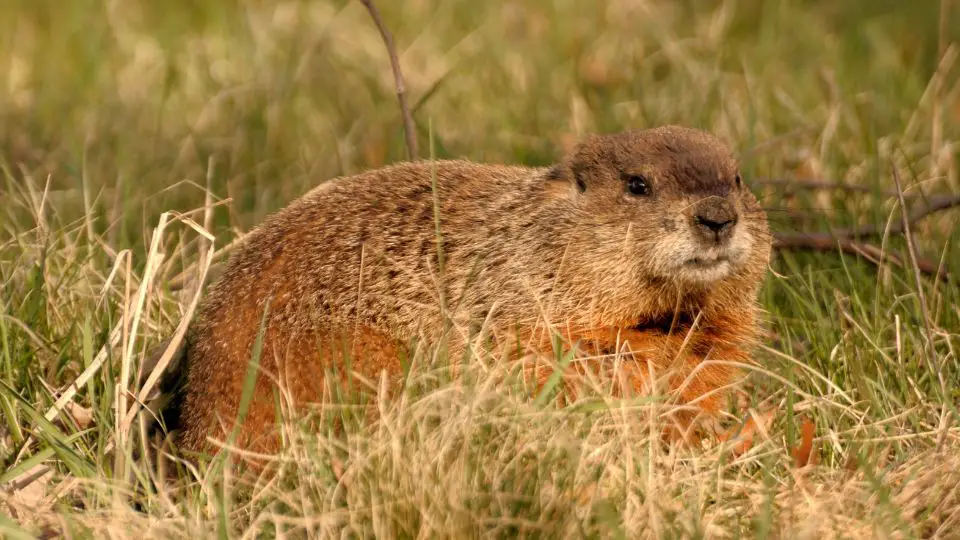gopher vs groundhog vs moles