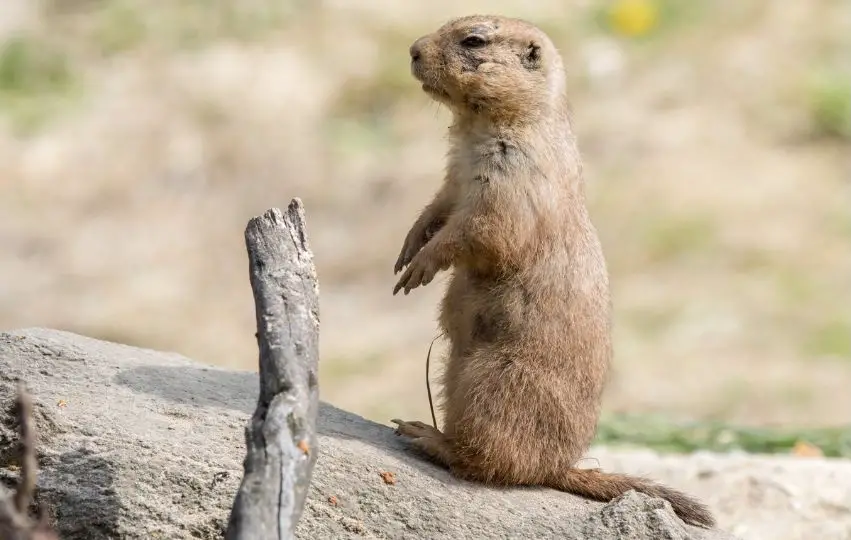 Prairie Dog standing up on a rock next to a dried branch