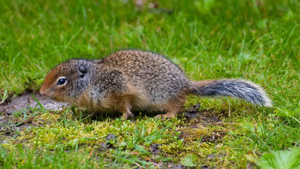 gopher vs prairie dog