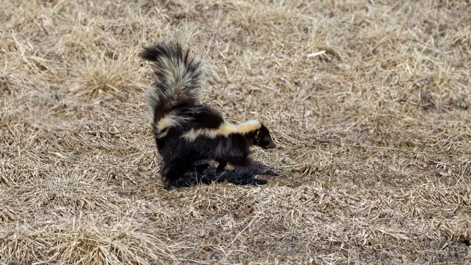 skunk casting a shadow on the dried grass on the ground