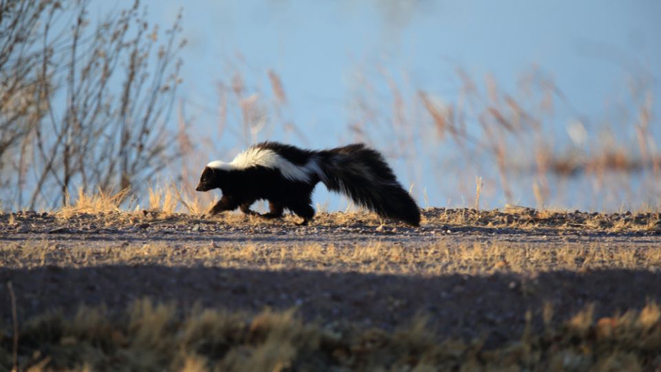 skunk walking along with tall grass in the background
