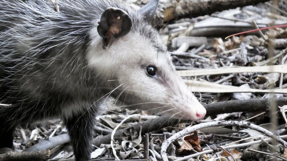 opossum in area of dried scrub