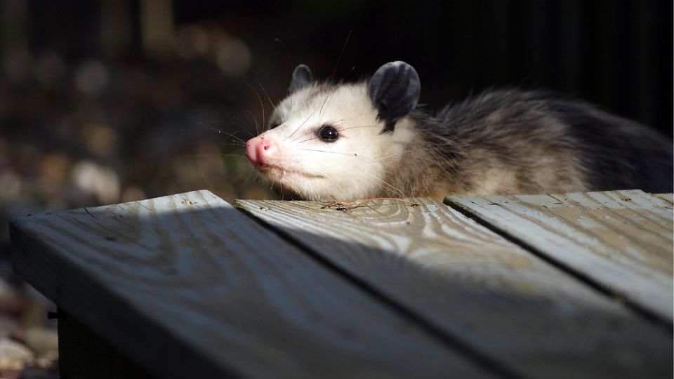 solitary possum peering over a wood deck