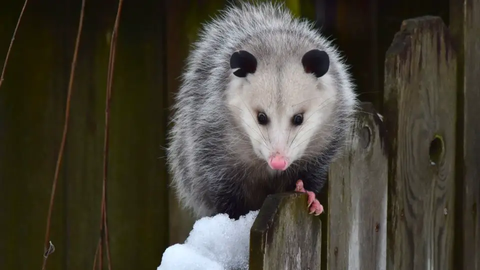 opossum walking on the top of a fence in winter