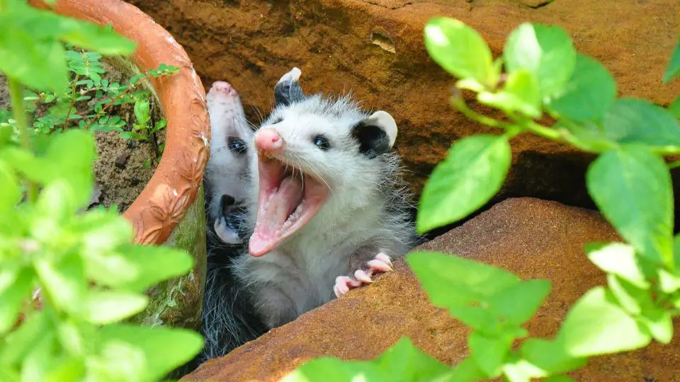 opossum sounds