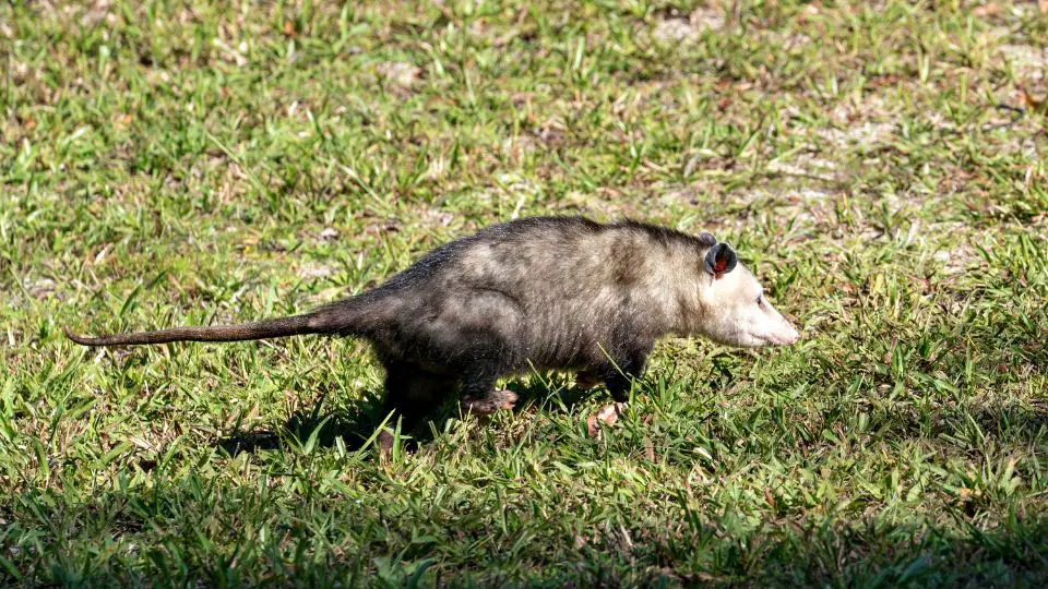 will bleach keep possums away from your yard