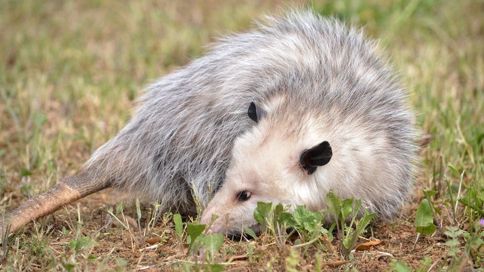 opossum looking backwards in a patch of grass