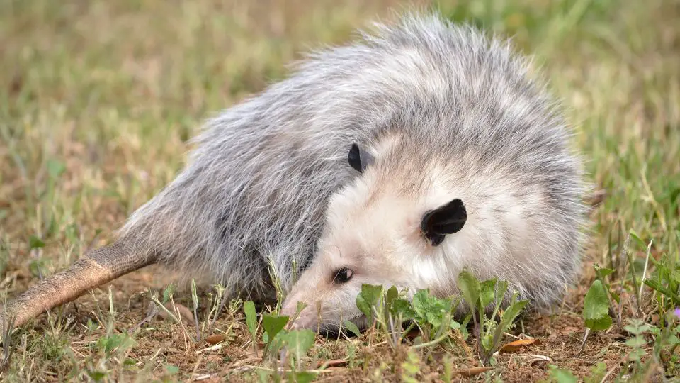 opossum looking behind itself