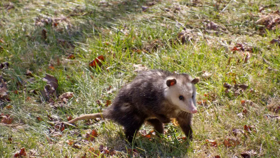 opossum trotting through the grass