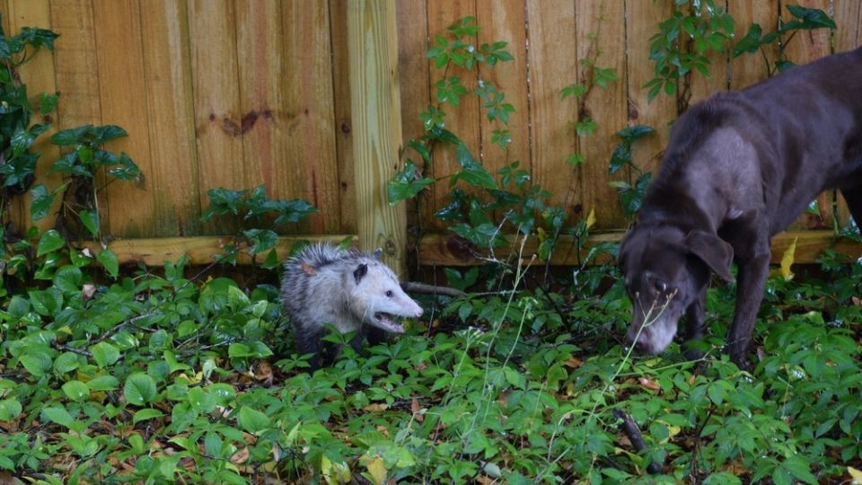 opossum in a yard with a large black Labrador dog nearby