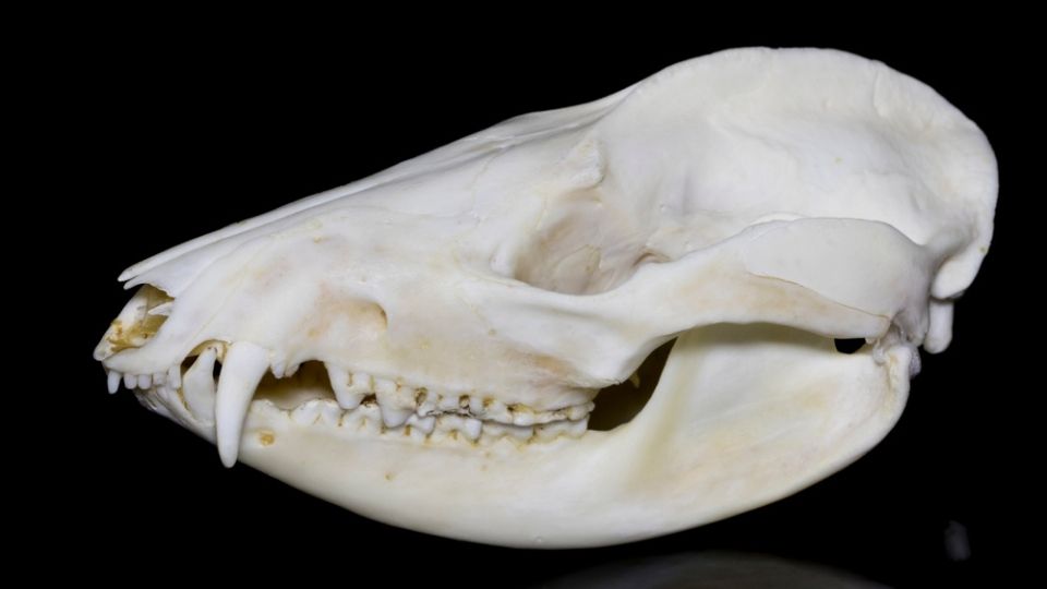 opossum skull