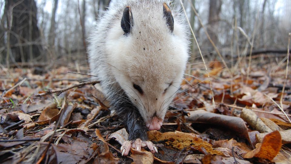 possum scrounging through dried leaves in the forest
