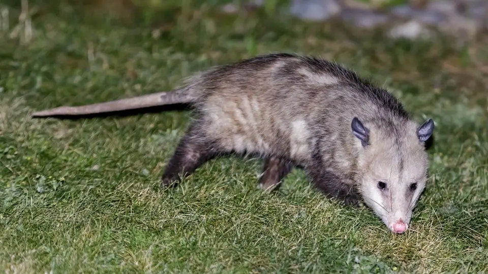 opossum sniffing the grass