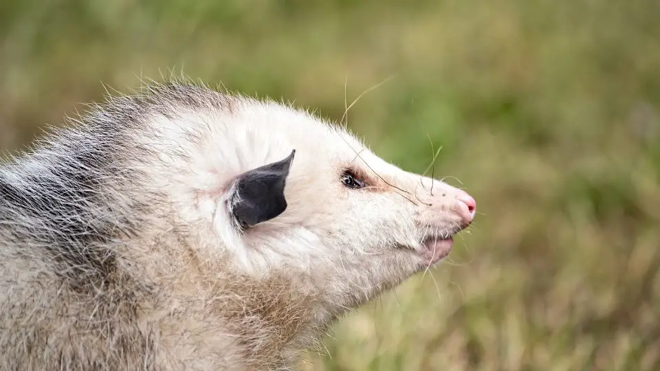do possums have rabies